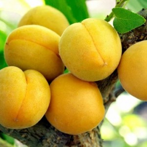 Саженец абрикоса Самарский (поздний)