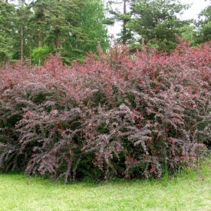 Саженец барбариса Оттавский Суперба (Superba)