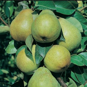 Груша Февральский сувенир