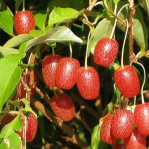 Саженец гуми Южный