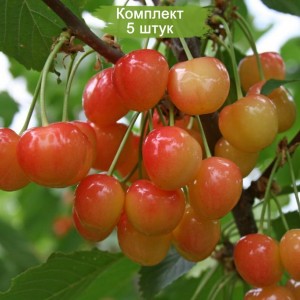 Саженцы черешни Брянская розовая -  комплект 5 шт.