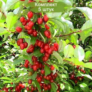 Саженцы гуми Цунай -  комплект 5 шт.