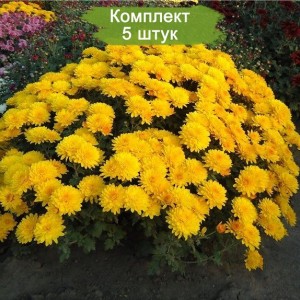 Саженцы желтой хризантемы мультифлоры Браниндио (Branindio) -  комплект 5 шт.