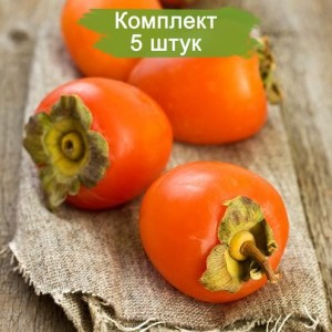 Саженцы хурмы Бычье сердце -  комплект 5 шт.