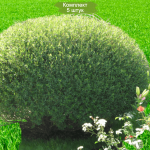 Саженцы ивы шаровидной Карлик -  комплект 5 шт.