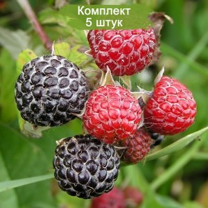 Саженцы малины Блэк Джевел (Black Jewel)  (Черная) -  комплект 5 шт.