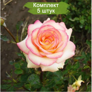 Саженцы чайно-гибридной розы Амазонка (Amazon) -  комплект 5 шт.