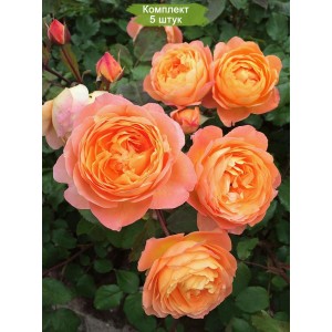 Саженцы парковой розы Леди Эмма Гамильтон (Lady Emma Hamilton) -  комплект 5 шт.