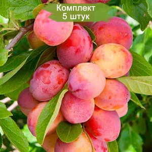 Саженцы средней красной сливы Виктория  -  комплект 5 шт.