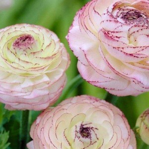 Саженец ранункулюса Андрэа (Andrea)