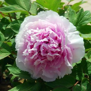 Саженец пиона древовидного Чарминг сайтс афтер рейн (Charming Sights after Rain)