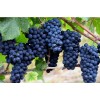 Виноград Каладок