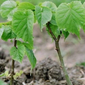 Саженец липы Сибирской до 20 см