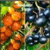 Комплект 5шт / Смородина золотистая Ермак